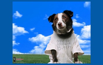 Everything is Illuminated Movie Poster - 17 x 11 in.