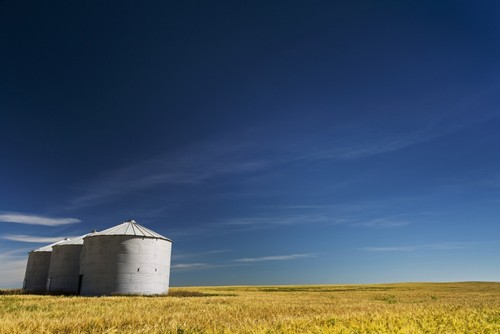 Large Metal Grain Bins in a Barley Field with Blue Sky & Wispy Clouds - Acme Alberta Canada Poster Print by Michael Interisano - 38 x 24 - Large