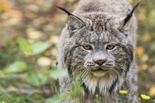 DPI12287337 Canadian Lynx Canadensis Walking Through The Underbrush - Yukon Canada Poster Print by Robert Postma, 19 x 12