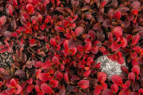 DPI12290667 Patch of Bearberries At Peak Fall Colors At Finger Mountain Along The Dalton Highway Alaska Poster Print by Carl Johnson, 19 x 12