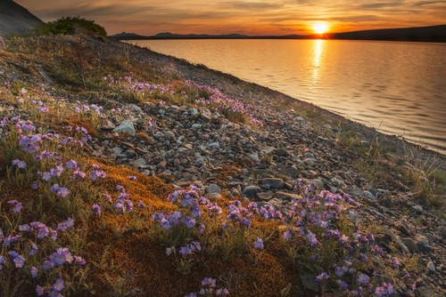 Blue Flax & Sunset At Lower Twin Lake Clark National Park & Preserve Southcentral Alaska Poster Print by Carl Johnson, 38 x 24 - Large
