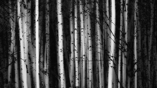 Forest of Birch Trees - Alberta Canada Poster Print by Ron Harris - 20 x 11