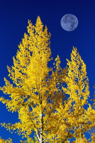 Bright Colourful Aspen Trees in Autumn with Large Full Moon & Blue Sky - Calgary Alberta Canada Poster Print by Michael Interisano, 12 x 19