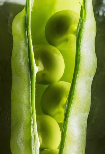 Close Up of Peas in a Pea Pod - 12 x 18