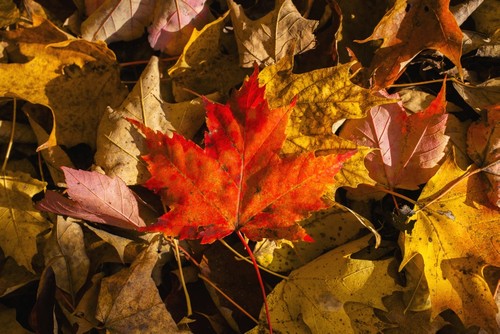 Red Maple Leaf On Leaf Background - Knowlton Quebec Canada Poster Print by David Chapman - 38 x 24 - Large