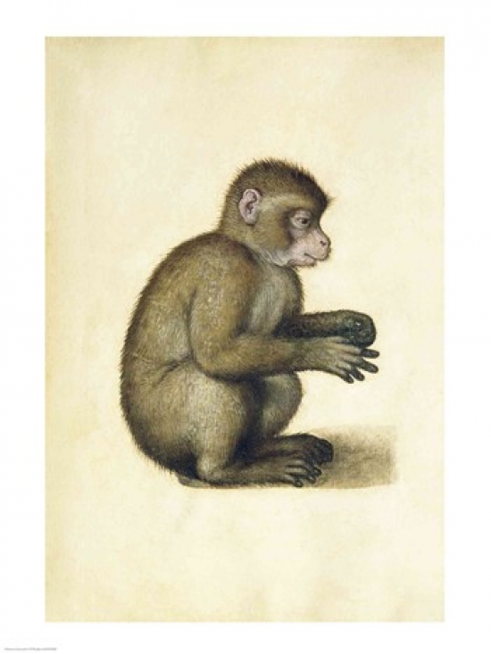 A Monkey Poster Print by Albrecht Durer - 18 x 24 in.