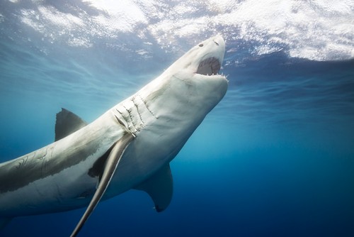 DPI12286129LARGE Great White Shark Carcharodon Carcharias - Guadalupe Island Mexico Poster Print by Dave Fleetham, 38 x 24 - Large