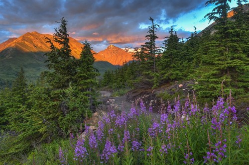 South Fork Trail Near Eagle River At Sunset On A Summer Day in South Central Alaska Poster Print by Michael Jones, 19 x 12