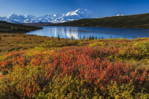 Fall Colors At Wonder Lake in Morning Light Denali National Park & Preserve Poster Print by Carl Johnson, 38 x 24 - Large