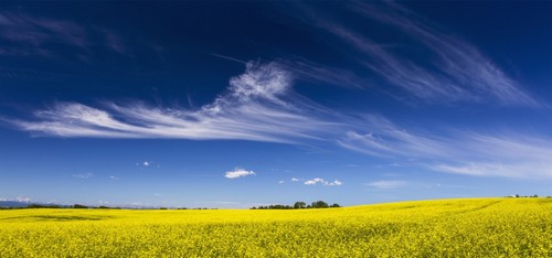 DPI12285329 Flowering Canola Field with Wispy Clouds & Blue Sky - Alberta Canada Poster Print by Michael Interisano, 31 x 14