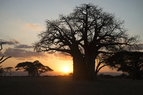 DPI12285965LARGE Leafless Baobab Tree At Sunset Tarangire National Park - Tanzania Poster Print by Kenneth Whitten, 38 x 24 - Large