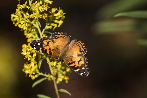 Painted Lady Butterfly Poster Print by Robert L.Potts, 38 x 24 - Large