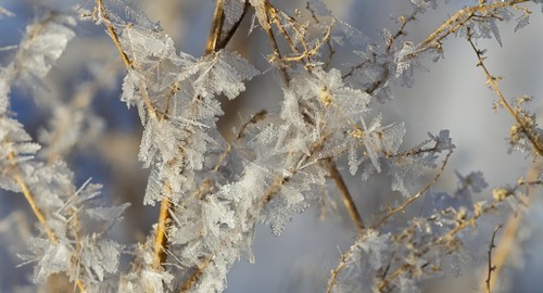DPI12290220LARGE Hoar Frost On Branches - Alberta Canada Poster Print by Ron Harris, 42 x 22 - Large