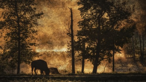 DPI12290229 Bison Athabascae Grazing Elk Island National Park - Alberta Canada Poster Print by Ron Harris, 20 x 11