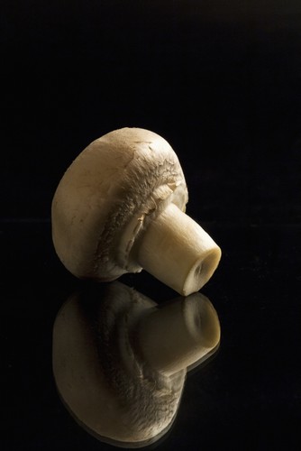 Single Button Mushroom Backlit & Reflecting On Black Foreground & Background - Calgary Alberta Canada Poster Print by Michael Interisano, 12 x 19