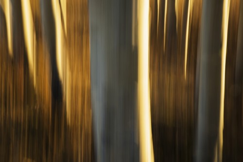 DPI12287371 Artistic View of Aspen Trees Using A Vertical Panning Technique - Carcross Yukon Canada Poster Print by Robert Postma, 19 x 12
