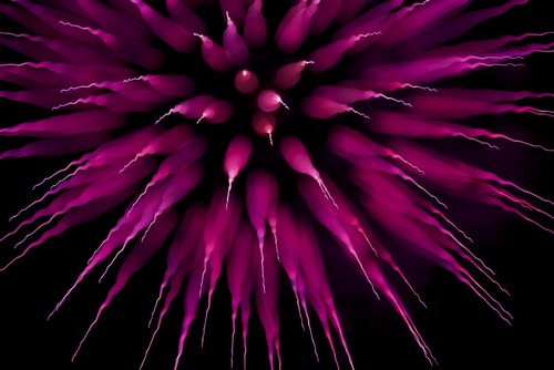 DPI12287976 Abstract Purple Firework Burst Using Focus Pull - Twickenham England Poster Print by Nick Dale, 19 x 12