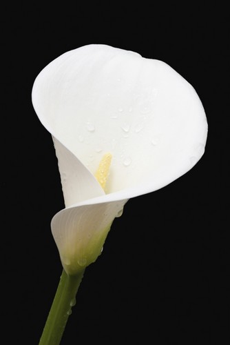 Close Up of White Arum Or Calla Lily Covered in Water Droplets Against A Black Background - London England Poster Print by Nick Dale, 12 x 18 -  Posterazzi, DPI12288028