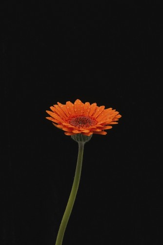 Head & Stem of An Orange Gerbera Sprinkled with Raindrops Against A Black Background - London England Poster Print by Nick Dale - 24 x 36 - Large