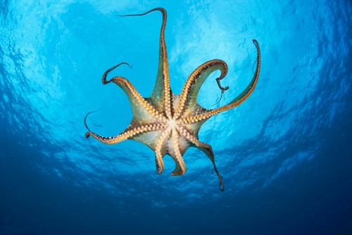 DPI12288519 Day Octopus View of The Suckers On This Eight Armed Cephalopod - Hawaii United States of America Poster Print by Dave Fleetham, 17 x 11
