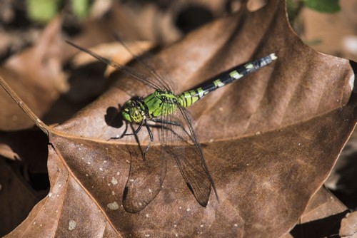 DPI12286526 Eastern Pondhawk Dragonfly Casts A Shadow On A Leaf - Vian Oklahoma United States of America Poster Print by Robert L.Potts, 19 x 12