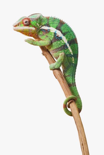 Colourful Panther Chameleon Furcifer Pardalis On A White Background - St. Albert Alberta Canada Poster Print by Corey Hochachka - 12 x 19