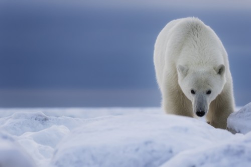 Polar Bear Ursus Maritimus - Churchill Manitoba Canada Poster Print by Robert Postma - 19 x 12