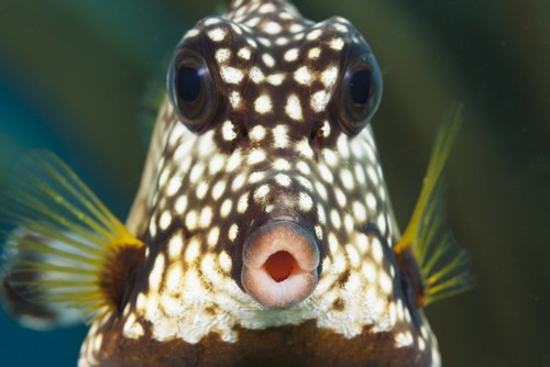 The Smooth Trunkfish Lactophrys Triqueter is Common On Caribbean Reefs - Bonaire Poster Print by Dave Fleetham, 34 x 22 - Large