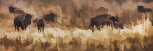 DPI12290187 Bison Athabascae Grazing Elk Island National Park - Alberta Canada Poster Print by Ron Harris, 26 x 8
