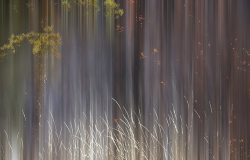 DPI12290192LARGE Abstract Trees with Motion Blur - Alberta Canada Poster Print by Ron Harris, 38 x 24 - Large
