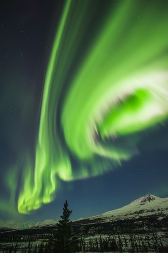 Aurora Borealis Over Trees Along The Denali Highway East of Cantwell Alaska Poster Print by Carl Johnson, 24 x 38 - Large