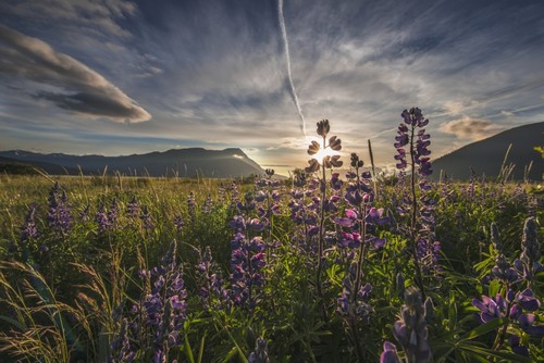 Evening Sun Shines Through Arctic Lupine Patch Along The Turnagain Arm South of Girdwood Southcentral Alaska. Poster Print by Carl Johnson - 19 x 12