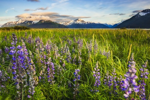 Arctic Lupine Field Along The Turnagain Arm South of Girdwood Southcentral Alaska Poster Print by Carl Johnson - 38 x 24 - Large