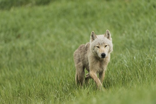 Young Wolf in Grasses in Kukak Bay Katmai National Park & Preserve Alaska Poster Print by Carl Johnson, 38 x 24 - Large