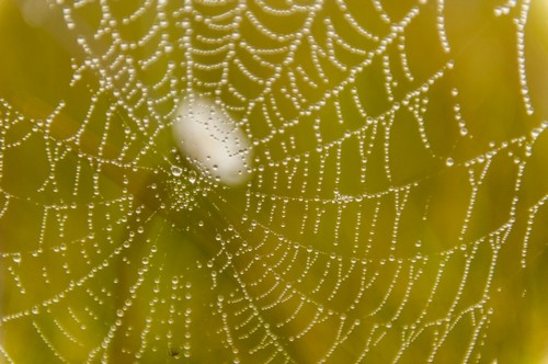 Morning Dew On A Spider Web Near Silver Salmon Creek in Lake Clark National Park & Preserve Alaska. Poster Print by Carl Johnson - 19 x 12