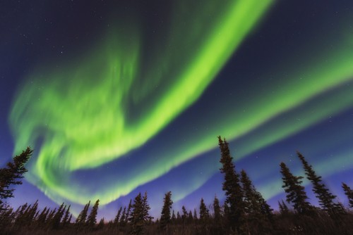 Aurora Borealis Over Spruce Trees in The Northwest Arctic of Alaska Poster Print by Carl Johnson, 38 x 24 - Large