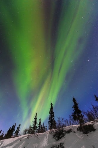 Aurora Borealis Over Trees Along The Denali Highway East of Cantwell Alaska Poster Print by Carl Johnson - 12 x 19