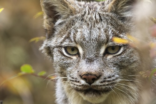 DPI12287339 Canadian Lynx Canadensis Walking Through The Underbrush - Yukon Canada Poster Print by Robert Postma, 19 x 12