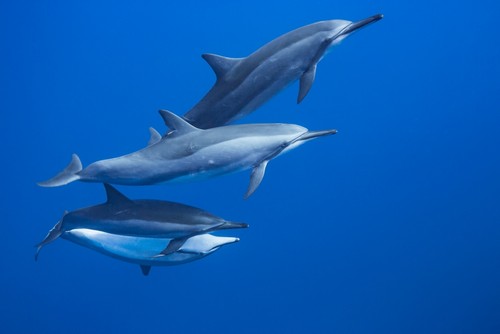 Four Spinner Dolphin Poster Print by Dave Fleetham - 38 x 24 - Large