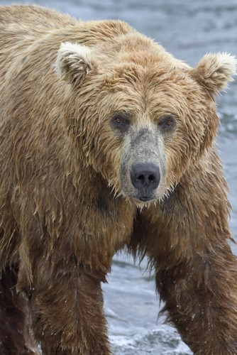 Close Up Portrait of A Brown Bear Standing in Brooks River Katmai National Park & Preserve Southwest Alaska Poster Print by Gary Schultz, 12 x 19 -  Posterazzi, DPI12300679