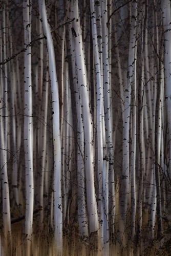 Forest of Birch Trees - Alberta Canada Poster Print by Ron Harris - 24 x 38 - Large