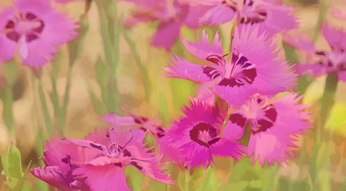 DPI12290305LARGE Painting of Pink Flowers in a Garden - Alberta Canada Poster Print by Ron Harris, 36 x 20 - Large