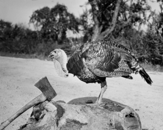 Side Profile of a Turkey & Axe on a Tree Stump Poster Print - 18 x 24 in.