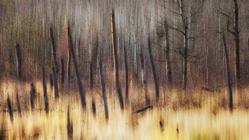 Painting of Leafless Trees in a Forest - Alberta Canada Poster Print by Ron Harris - 40 x 22 - Large