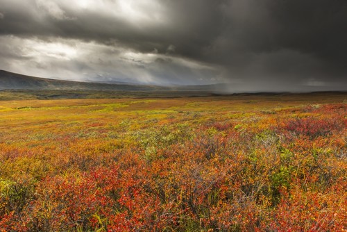 A Storm Passes Over The Bright Colors of Autumn in Denali National Park & Preserve Alaska Poster Print by Carl Johnson, 38 x 24 - Large