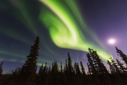 Aurora Borealis Over Spruce Trees with A Full Moon in The Northwest Arctic of Alaska Poster Print by Carl Johnson - 38 x 24 - Large