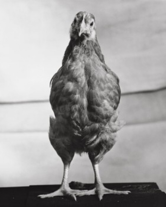 Rhode Island Red Hen Standing Poster Print - 18 x 24 in.