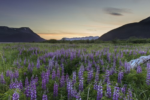 Field of Arctic Lupine Near The Turnagain Arm South of Girdwood Alaska Poster Print by Carl Johnson - 19 x 12