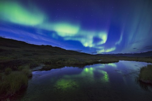 Aurora Borealis Over A Pond in Denali National Park & Preserve Alaska Poster Print by Carl Johnson - 38 x 24 - Large