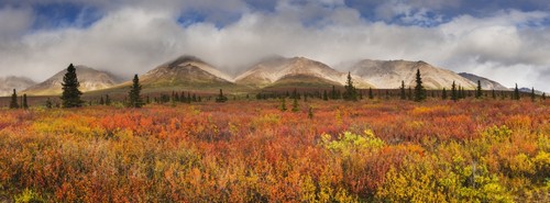 Scenic Panorama of Fog Lifting On The Alaska Range Denali National Park Interior Alaska Autumn Poster Print by Carl Johnson - 35 x 13